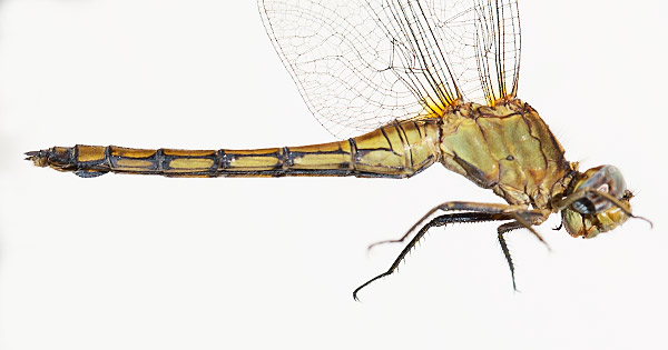 Orthetrum guineinse